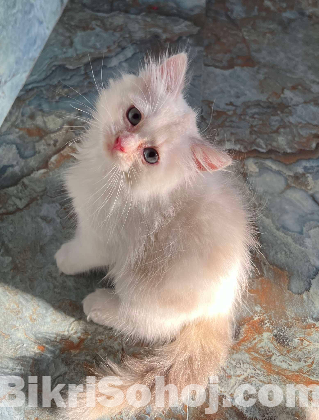 persian female kitten